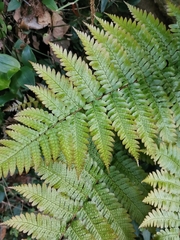Dryopteris erythrosora