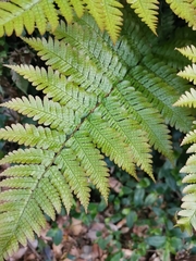 Dryopteris erythrosora