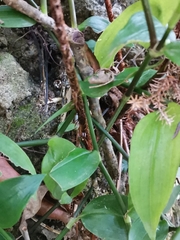 Dryopteris erythrosora