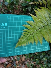 Dryopteris erythrosora