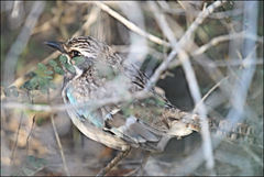 Uratelornis chimaera