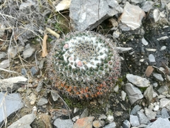 Mammillaria chionocephala