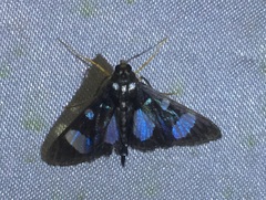 Glyphodes doleschalii