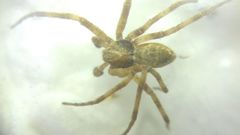 Philodromus