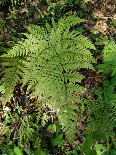 Dryopteris immixta, photograph 4