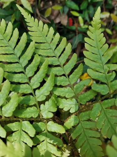 Dryopteris immixta, photograph 5