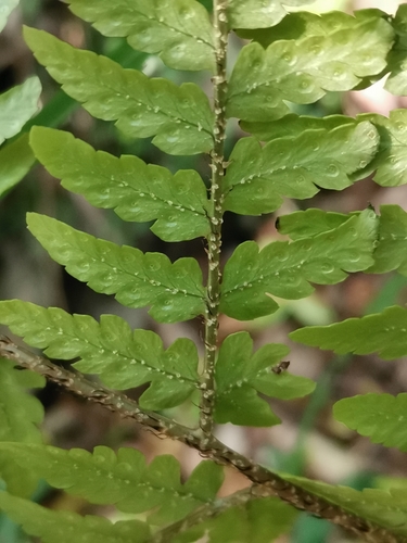 Dryopteris immixta, photograph 6