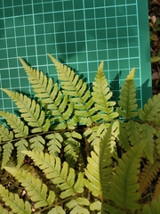 Dryopteris pacifica