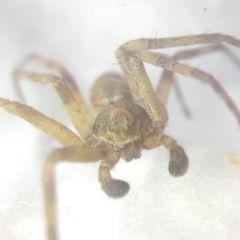 Philodromus