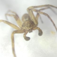 Philodromus