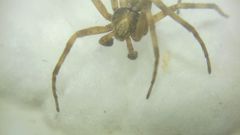 Philodromus