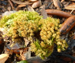 Dicranum condensatum