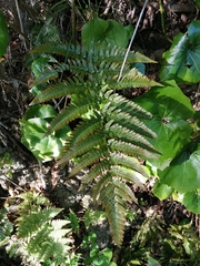 Dryopteris erythrovaria