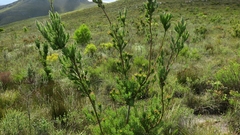 Leucadendron loeriense