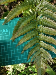 Dryopteris erythrovaria