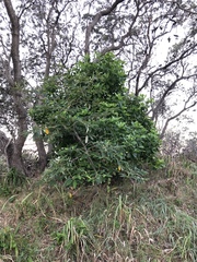 Acronychia imperforata