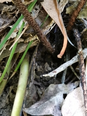 Dryopteris erythrovaria