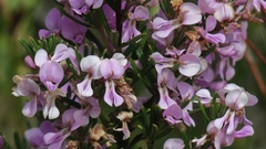 Indigofera sulcata
