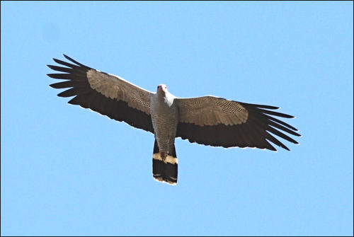 Madagascar Harrier-Hawk