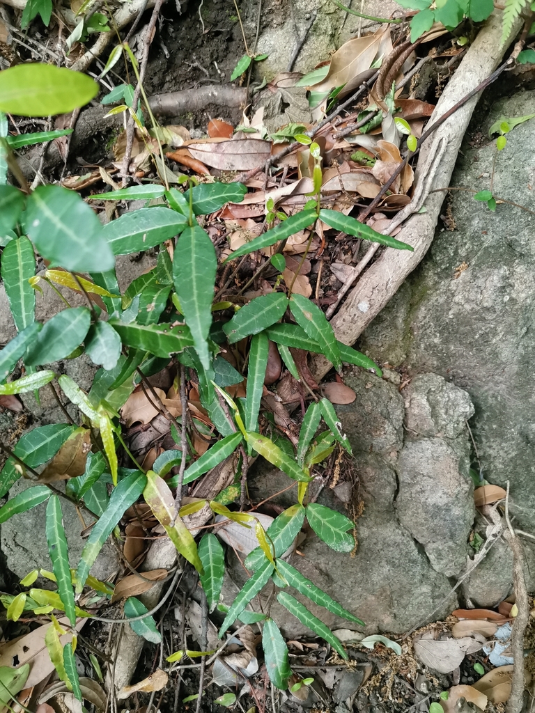 Lài Nhật – Trachelospermum asiaticum