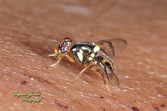 Bactrocera albistrigata
