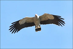 Polyboroides radiatus