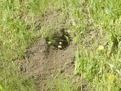 Spermophilus suslicus