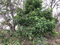 Acronychia imperforata