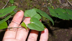 Dioscorea mundii