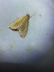 Hyalobathra illectalis