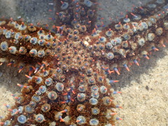 Astrometis sertulifera