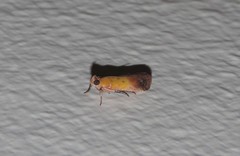 Piesmopoda semilutea