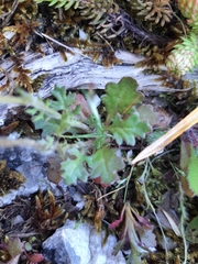 Jacobaea minuta