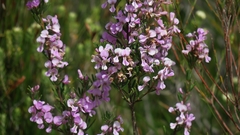 Indigofera sulcata
