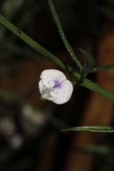 Psoralea glaucina