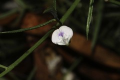 Psoralea glaucina