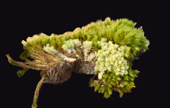 Dicranum condensatum