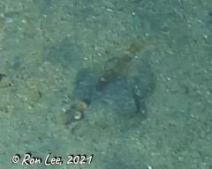 Penaeus latisulcatus