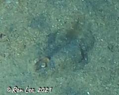 Penaeus latisulcatus