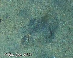 Penaeus latisulcatus