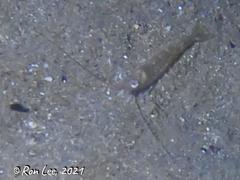 Penaeus latisulcatus