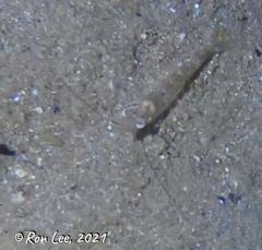 Penaeus latisulcatus