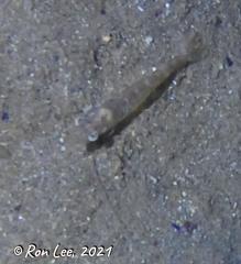 Penaeus latisulcatus