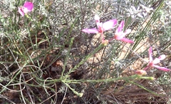 Polygala wittebergensis