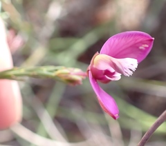 Polygala wittebergensis