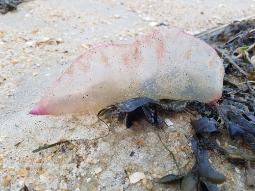 photo of Portuguese Man O' War (Physalia physalis)