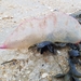 photo of Portuguese Man O' War (Physalia physalis)