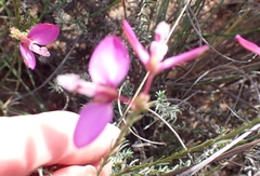 Polygala wittebergensis