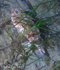 Maxillicosta scabriceps