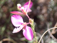 Polygala wittebergensis